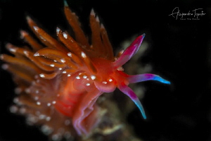 Nudibranch Super Colorfull, La Paz Mexico by Alejandro Topete 